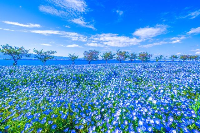 大阪　デートスポット　おすすめ　大阪まいしまシーサイドパーク