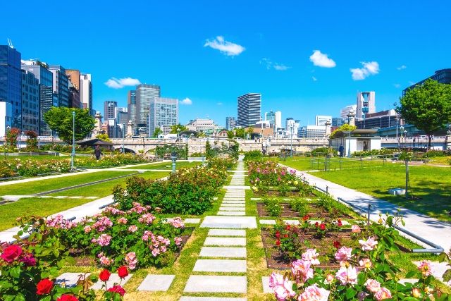 大阪　穴場観光スポット　中之島公園バラ園