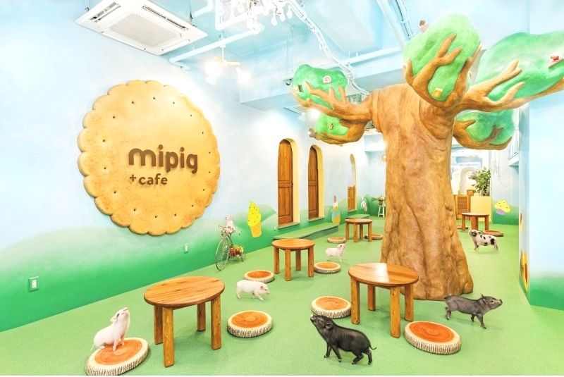 mipig　cafe　大阪店　マイクロブタ