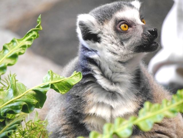 Ring-tailed lemurs kept at NIFREL