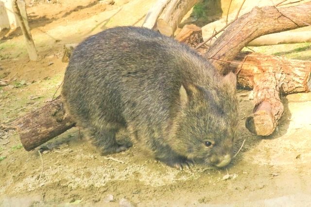 Wombat at Satsukiyama Zoo