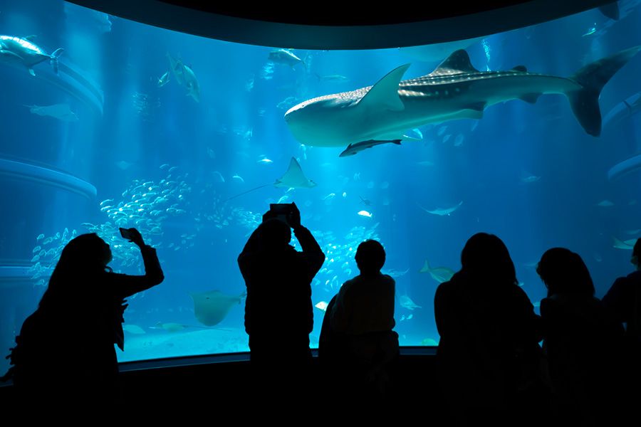 Osaka Sightseeing Couples Model Course 2 Nights 3 Days Date Kaiyukan Whale Shark Pacific Ocean Tank Exhibits that recreate the ecosystem of the Pacific Rim