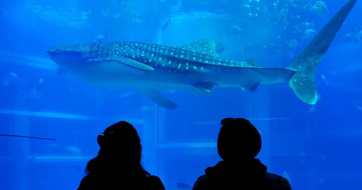 Osaka Sightseeing Couples Model Course 2 Nights 3 Days Date Kaiyukan Whale Shark Pacific Ocean Tank