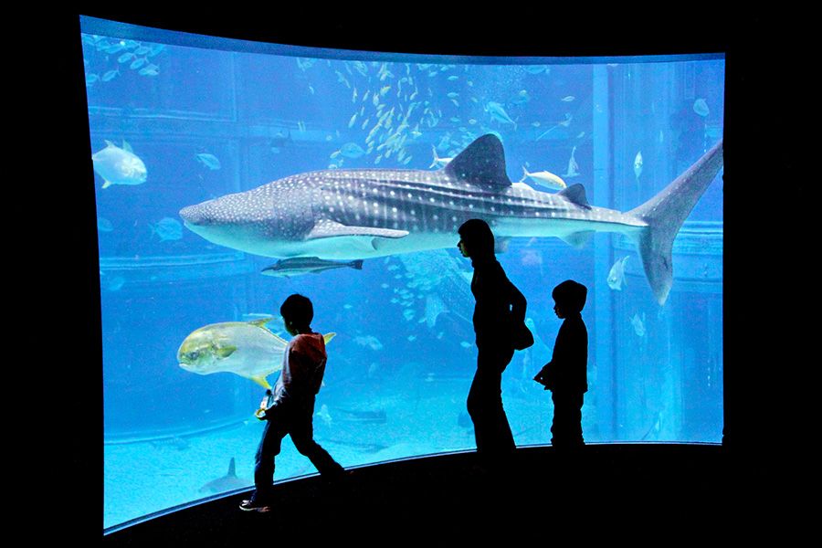 Osaka sightseeing itinerary for families with children, 2-day trip, 1 night, Kaiyukan, whale shark, Pacific Ocean tank, exhibit recreating the ecosystem of the Pacific Rim, parent and child