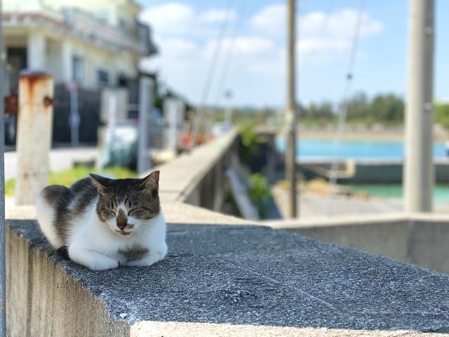 Cat on Oshima Island, Okinawa