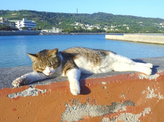 Okinawa Oshima cat healing