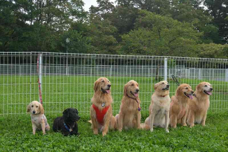 犬とおでかけ｜関東周辺で愛犬と楽しめるスポットやアクティビティ情報 ...