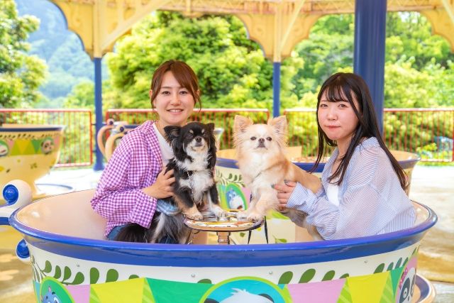 関東・神奈川　愛犬とおでかけ　日帰りスポット　チワワ　「さがみ湖MORI　MORI」