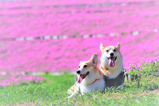 関東・千葉　愛犬とおでかけ　コーギー　「マザー牧場」
