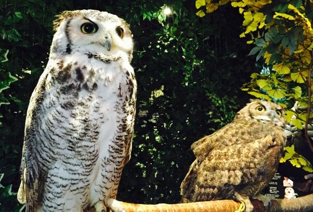 What is an owl cafe?