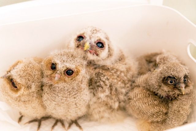 フクロウカフェを楽しむ 東京 池袋 秋葉原 原宿 吉祥寺 おすすめエリアガイド アクティビティジャパン