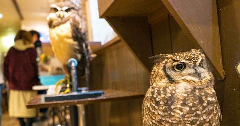 フクロウカフェを楽しむ！東京・池袋・秋葉原・原宿・吉祥寺