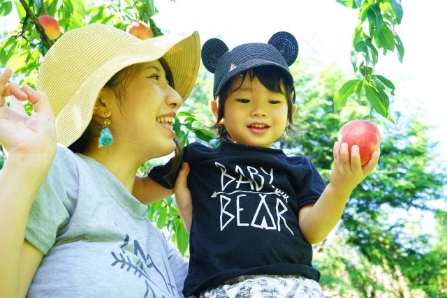家長和孩子一起享受採摘桃子的樂趣