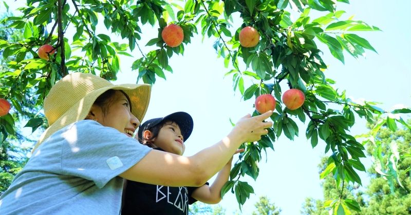 When is peach picking season? Introducing a great all-you-can-eat plan!