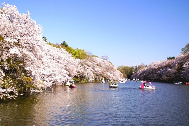 สวนอิโนะคาชิระในเมืองมุซาชิโนะ โตเกียว