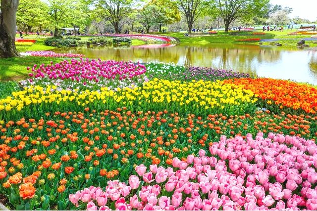 National Showa Memorial Park in Tachikawa, Tokyo