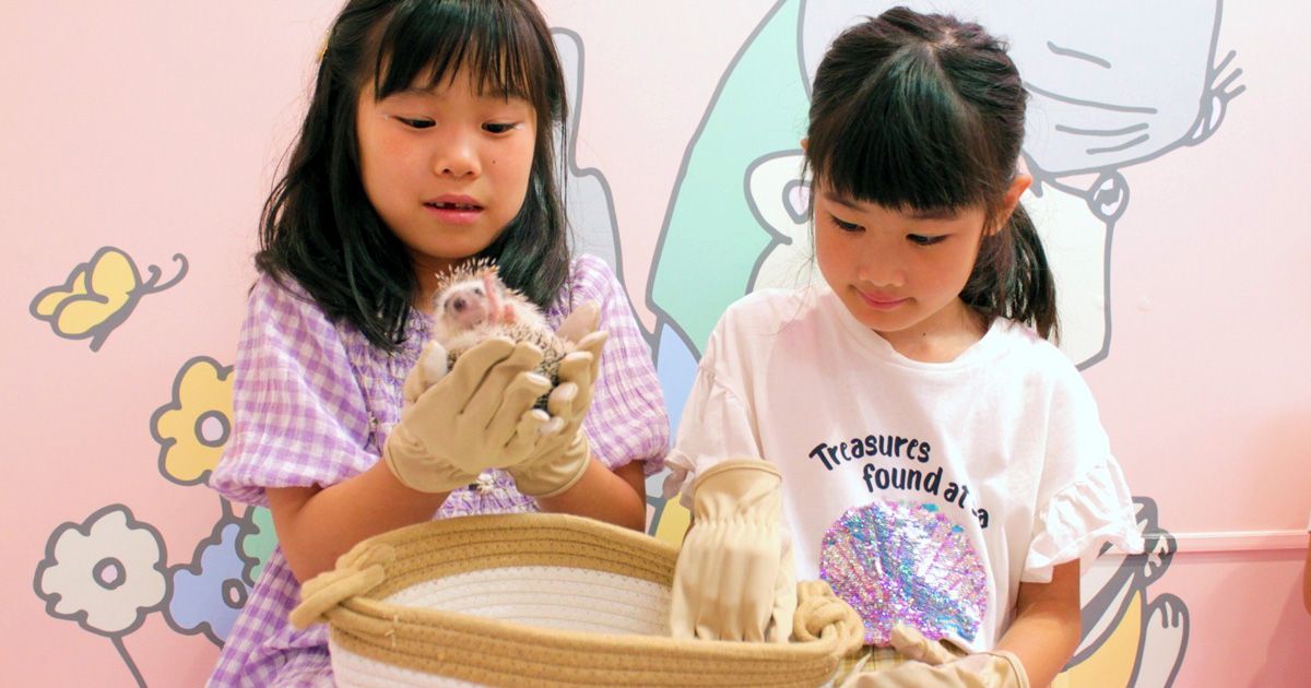 雨の日の過ごし方　おすすめランキング　子供＆大人　家族　ファミリー　動物カフェ　原宿かわいいランド　キュンキュン　ハリネズミと女の子