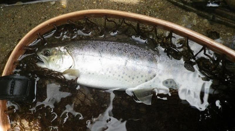 川釣り　釣れる魚