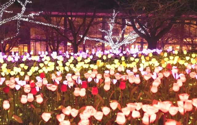 相模湖　さがみ湖イルミリオン　「光の花畑」