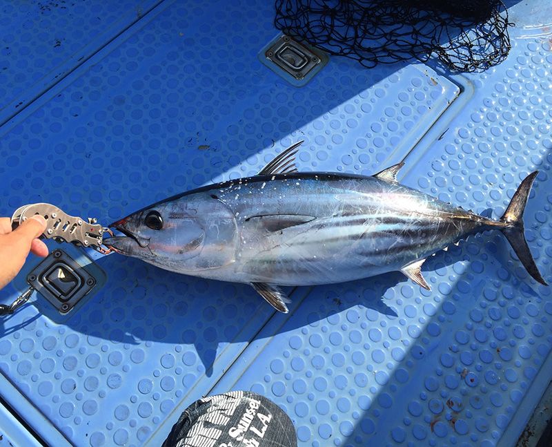 ปลาชนิดใดที่สามารถจับได้ในอ่าว Sagami? ปฏิทินตกปลาและทัวร์แนะนำสำหรับผู้เริ่มต้นตกปลาทะเลและเรือประมง