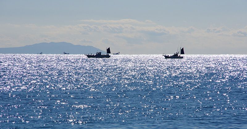 ปลาชนิดใดที่สามารถจับได้ในอ่าว Sagami? ปฏิทินตกปลาและทัวร์แนะนำสำหรับผู้เริ่มต้นตกปลาทะเลและเรือประมง