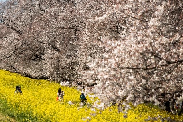 사이타마 구마가야의 벚꽃 제방