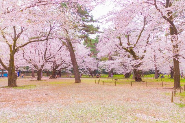 사이타마 오미야 공원의 벚꽃