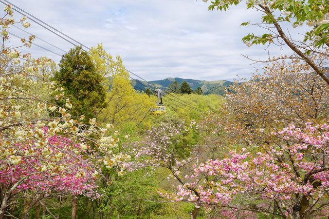 사이타마 나가토로 지나가는 벚꽃 부동사