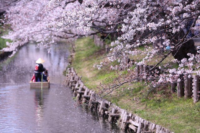 사이타마 가와고에 신카와 기시가와 벚꽃