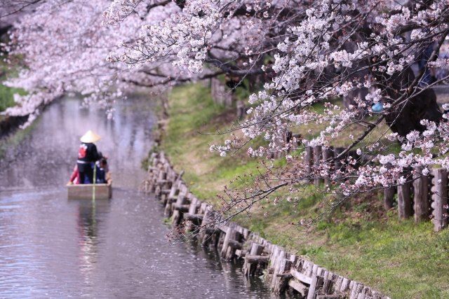 埼玉　川越　新河岸川　桜