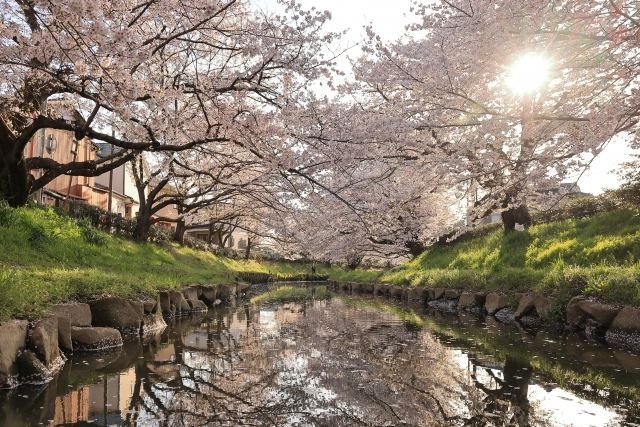 Saitama Motoarakawa Sakura