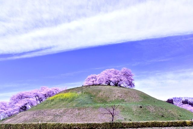 埼玉　行田　さきたま古墳　桜