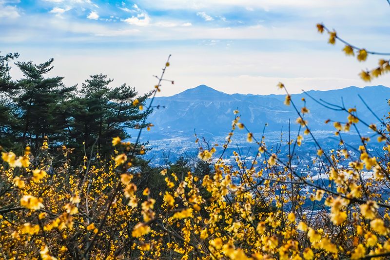 埼玉観光　長瀞　秩父　モデルコース　電車　日帰りで巡る絶景　グルメスポット　宝登山ロープウェイ　冬　ロウバイ　フラワースポット　四季折々の花が織りなす景観