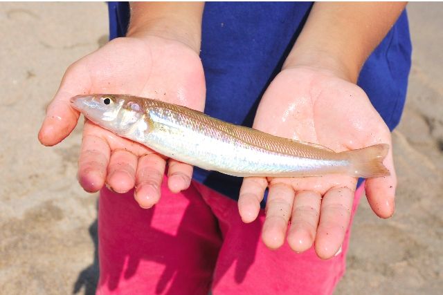 Fishing for whiting