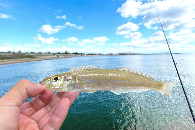 釣り　シロギス