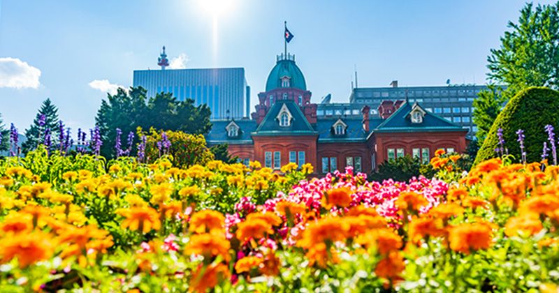 札幌の夏を楽しむ！カップル・1人旅・女子向け：車なしOKの観光スポット　赤れんが庁舎　北海道庁旧本庁舎　ラベンダーと鮮やかな花々