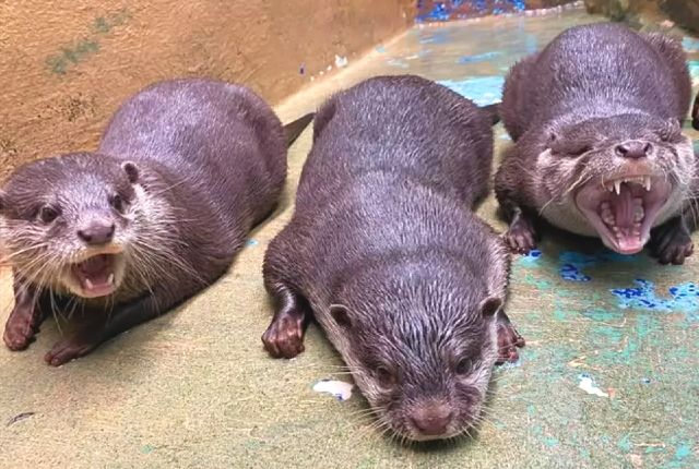 홋카이도·삿포로 관광 명소 신삿포로 산피아자 수족관 귀여운 수달