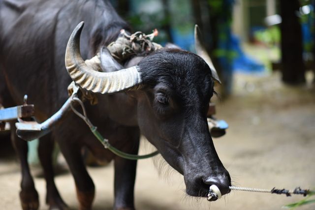 沖縄・備瀬のフクギ並木の水牛