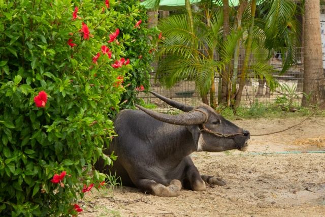沖縄の水牛