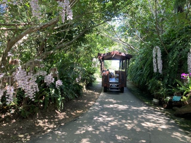 沖縄・花のトンネルを通る牛車