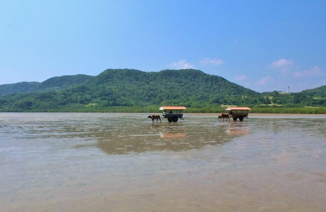 沖縄・由布島へ水牛車で渡る風景