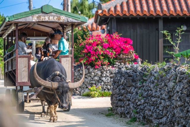 沖縄県の水牛車