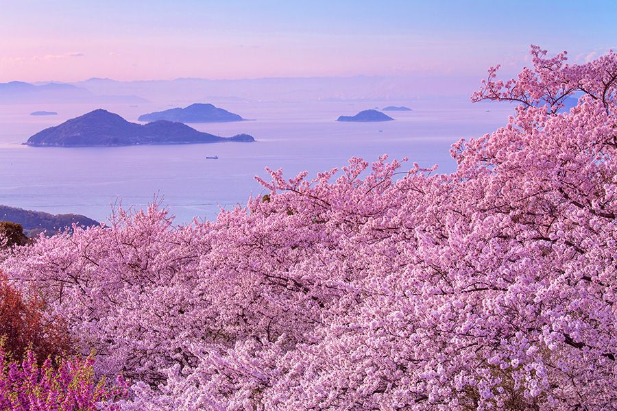 Seto Inland Sea National Park Kagawa Mitoyo City Mt. Shiunde The place where the Urashima legend lives on Cherry blossoms Hydrangeas Seasonal flowers Overlooking the Seto Inland Sea Spectacular spot