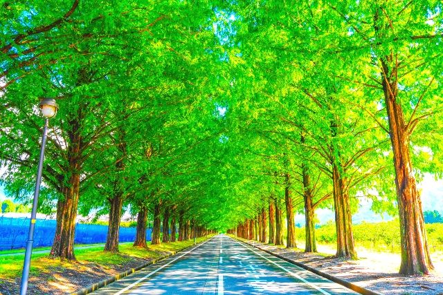 อัญมณีที่ซ่อนเร้นของเกาะชิกะ: Metasequoia Tree Line