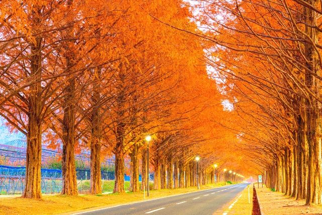 Shiga Autumn Metasequoia Trees Autumn Leaves