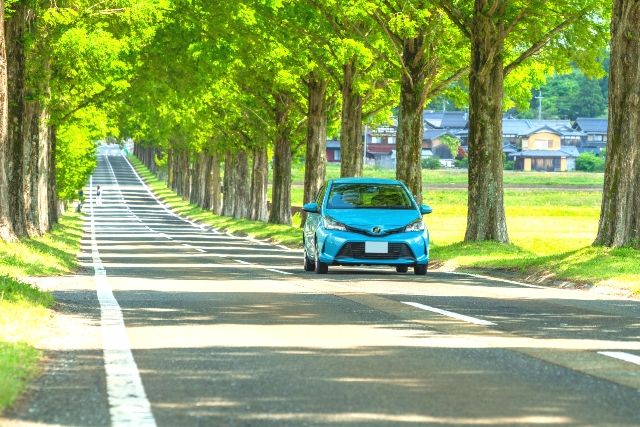 Shiga Metasequoia Tree Lined Drive