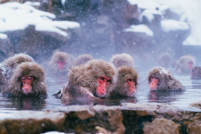 ลิงหิมะที่สวนลิง Jigokudani เมือง Yamanouchi จังหวัด Nagano