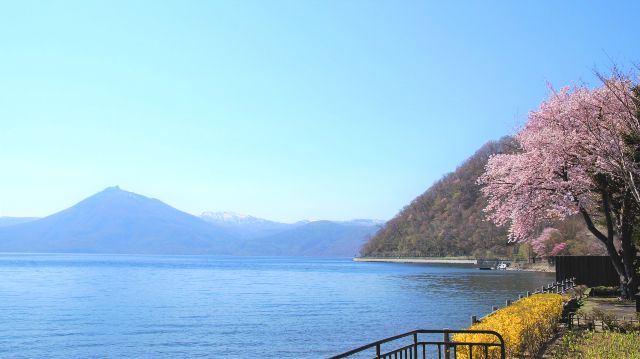 Spring Cherry Blossoms at Lake Shikotsu