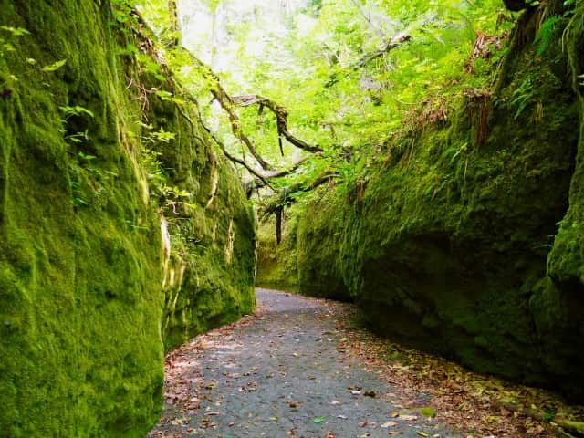 Moss corridor