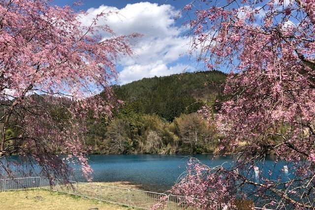 藍天，櫻花和志摩湖（群馬縣）
